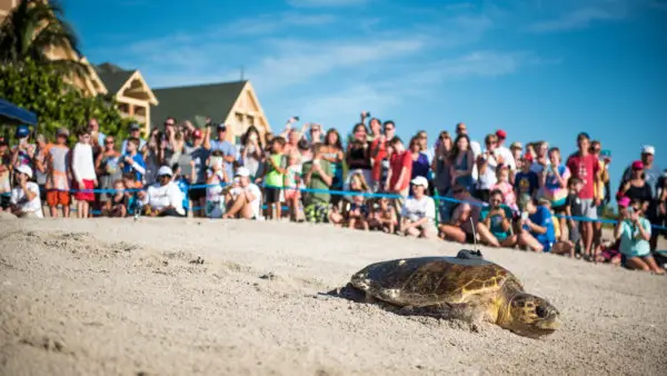 #DisneyParksLIVE Will Be Live Streaming Tour de Turtles On July 28