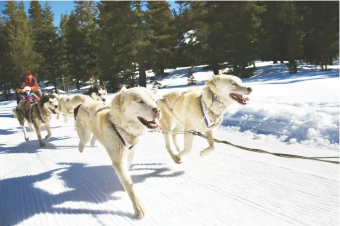 Dog Sledding on Adventures by Disney Wyoming
