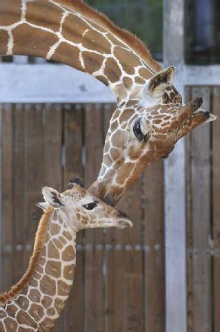 Baby Giraffes Born At Disney’s Animal Kingdom
