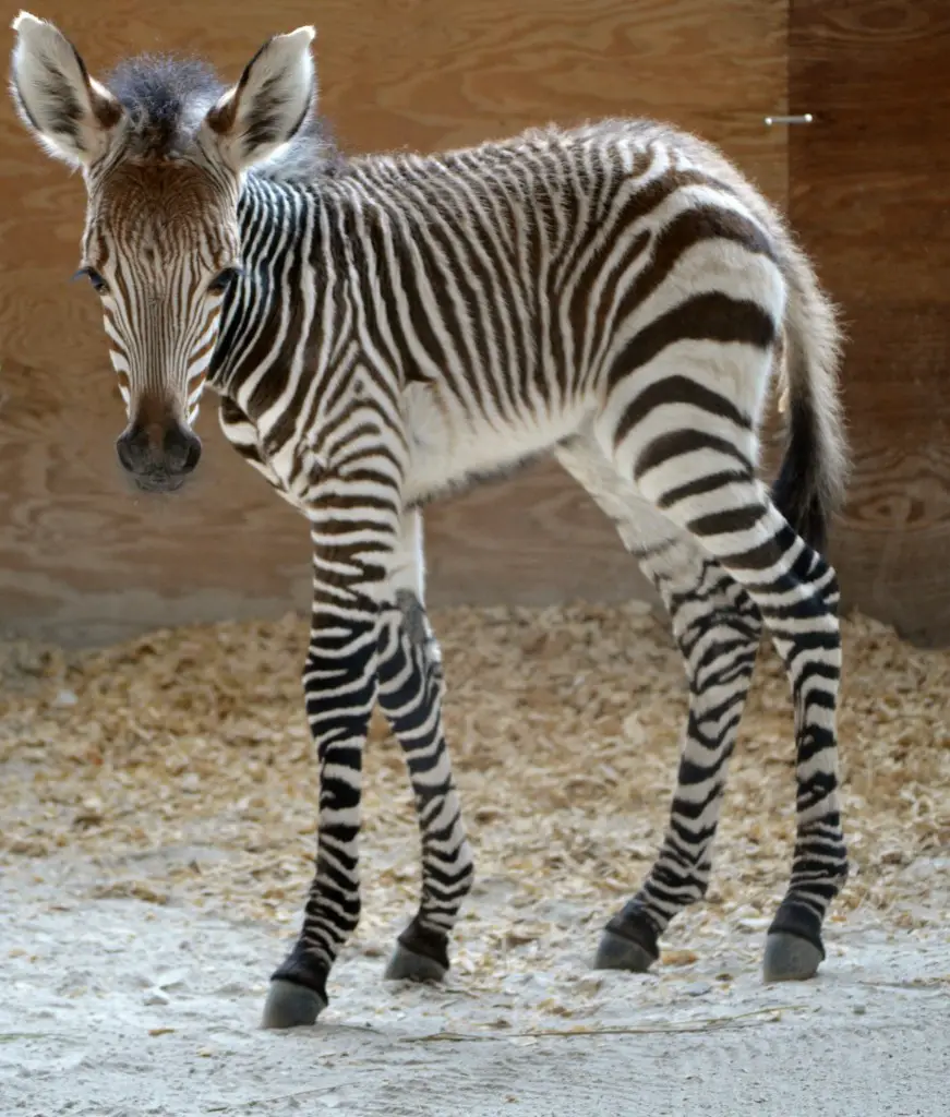 A New Baby Zebra at the Animal Kingdom Lodge Savanna