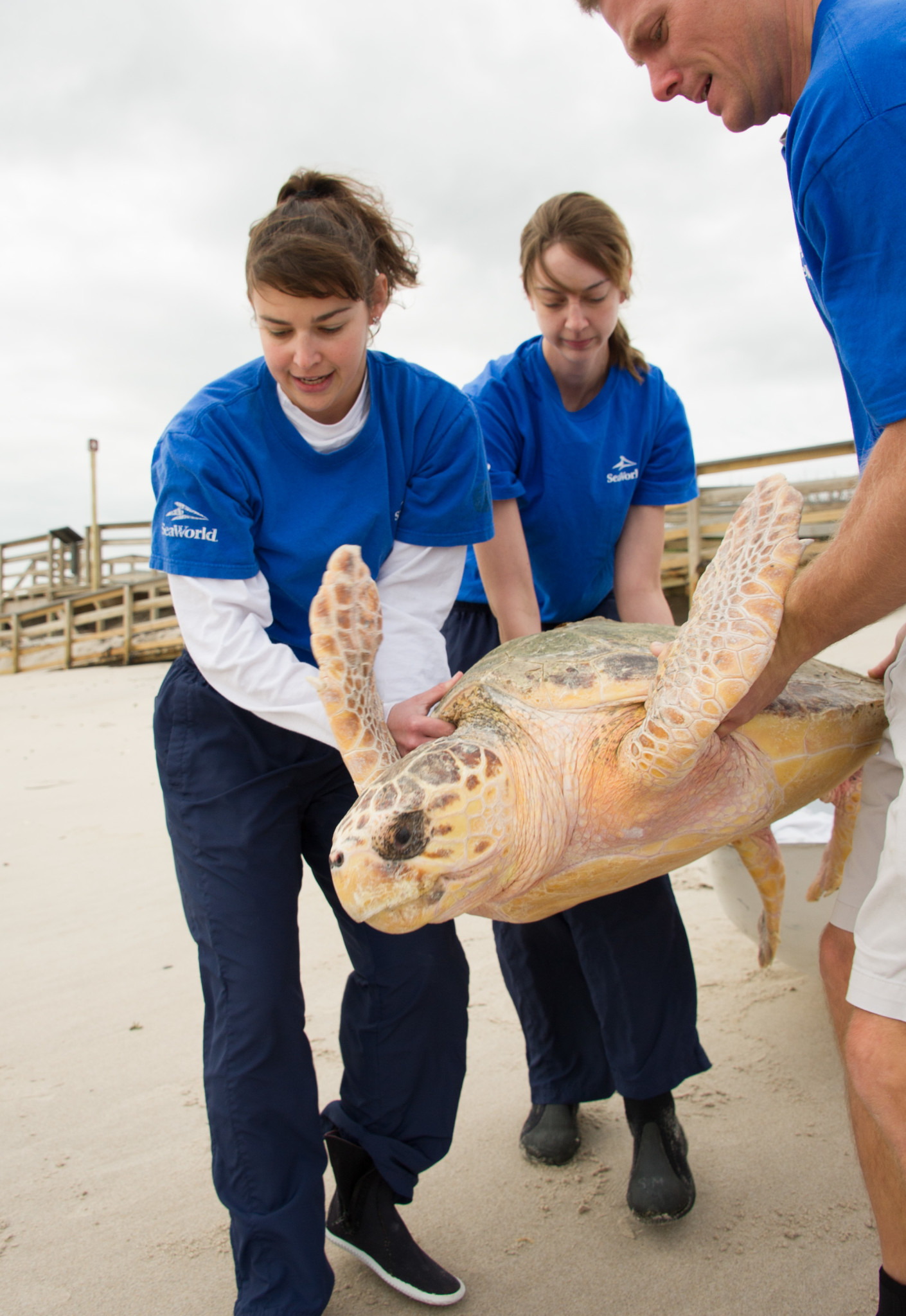 SeaWorld Orlando Animal Rescue Team Returned Loggerhead Sea Turtle to Ocean after Multiple Surgeries to Remove Fishing Hooks
