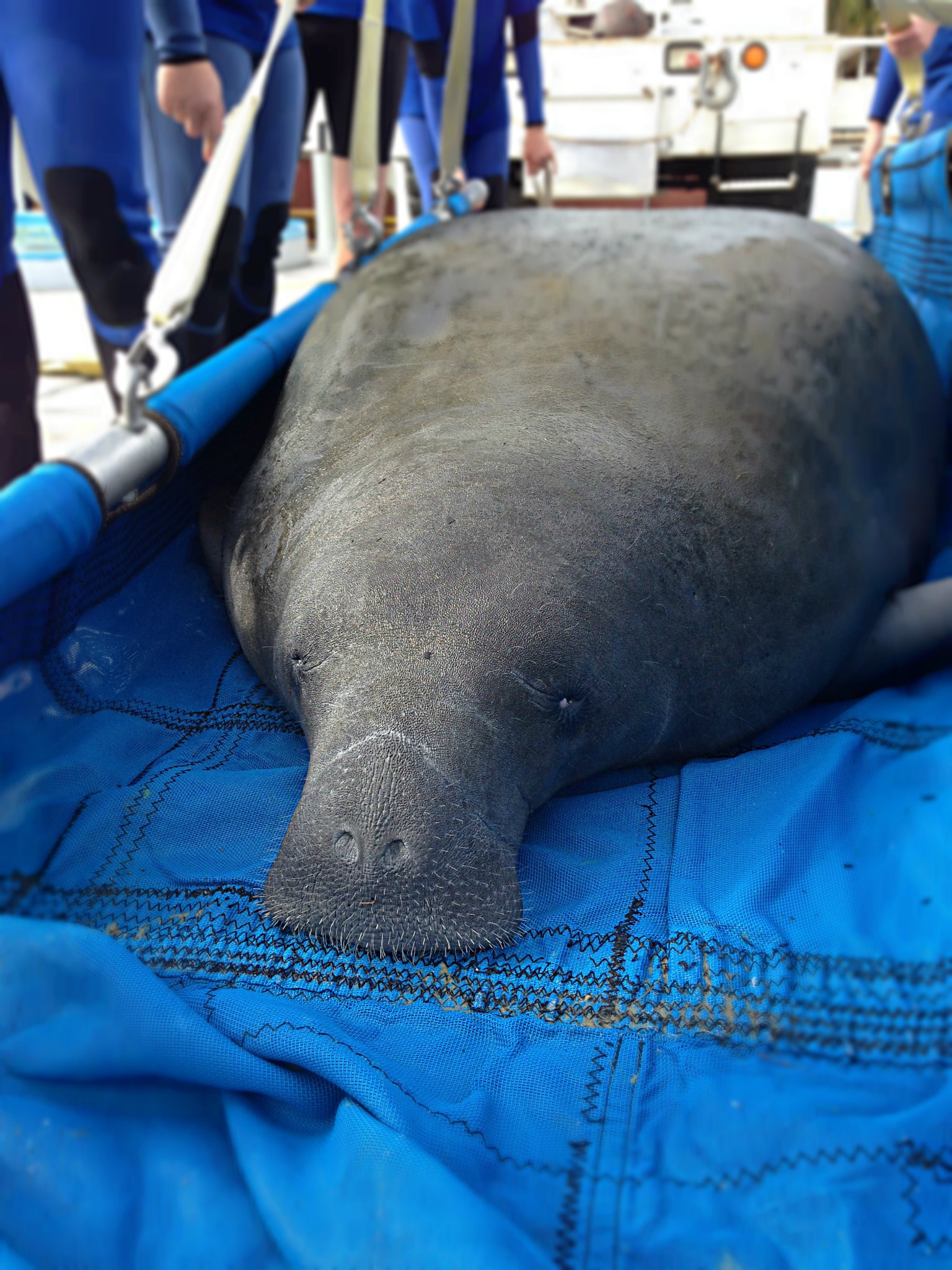 SeaWorld Returns First Manatee of the year, Begins Care for Two More
