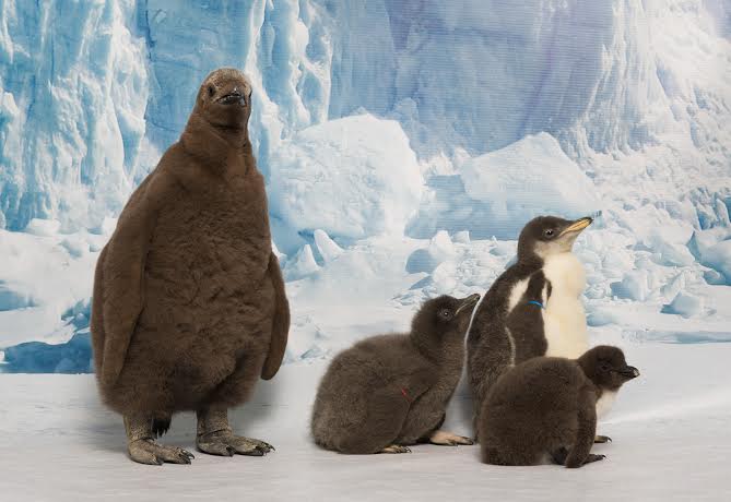 SeaWorld Orlando Celebrates National Penguin Awareness Day with 15 Penguin Chicks