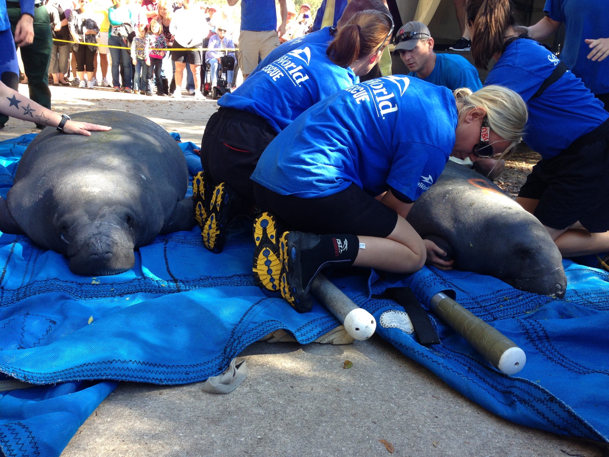 SeaWorld Orlando Returns Three Cold-Stunned Manatees to Blue Springs National Park