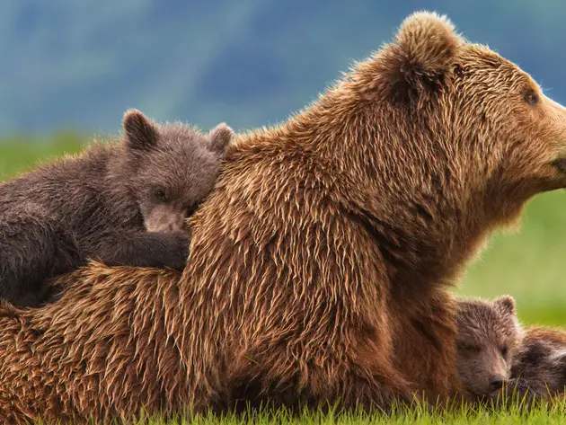 DisneyNature Bears Generates Support for National Parks
