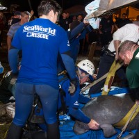 SeaWorld Orlando Animal Rescue Team assists with 19 manatee rescue