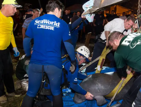 SeaWorld Orlando Animal Rescue Team assists with 19 manatee rescue