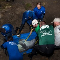 SeaWorld Orlando assisted with the rescue of 19 manatees trapped inside drainage pipe