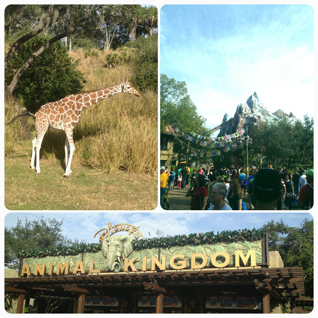 Top Animal Kingdom Attractions For First Timers