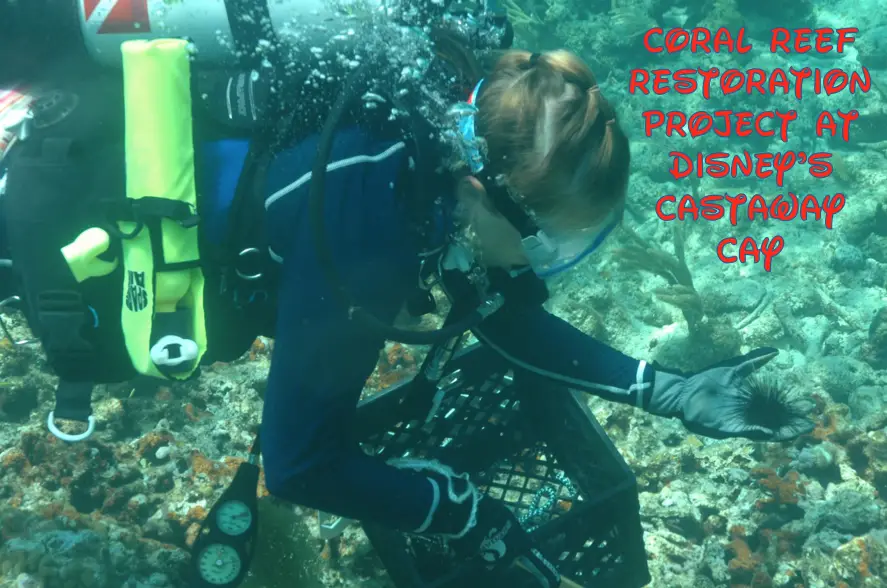 Coral Reef Restoration Project Underway at Disney’s Castaway Cay