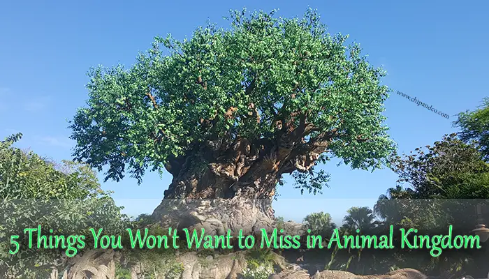 5 Things You Won’t Want to Miss in Disney’s Animal Kingdom