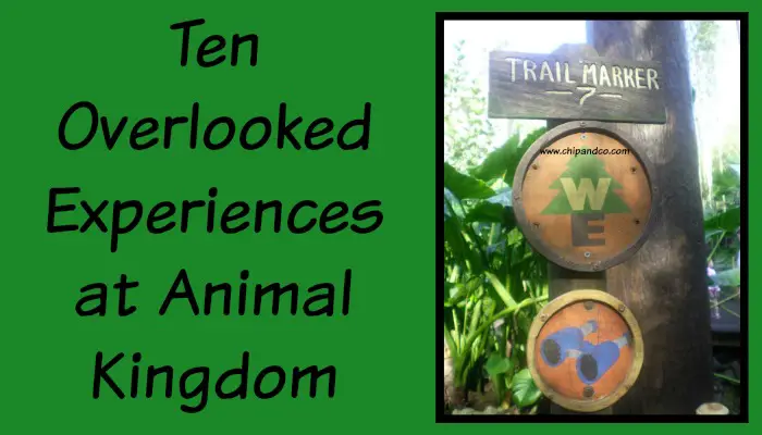 Ten Overlooked Experiences at Animal Kingdom