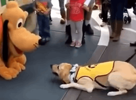 Pluto makes a friend for life at Disneyland