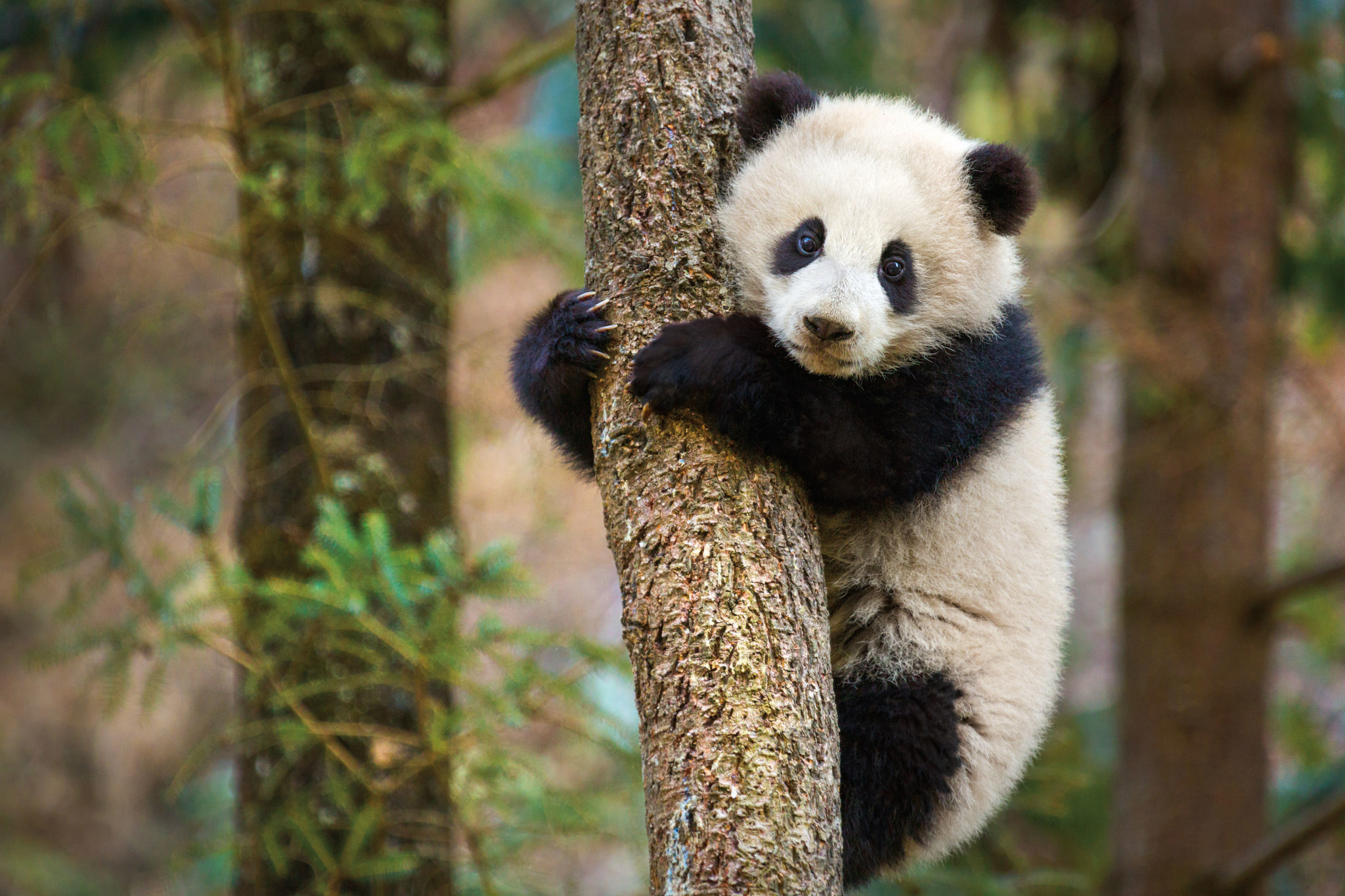 DisneyNature’s Born in China Opening Weekend Will Benefit WWF