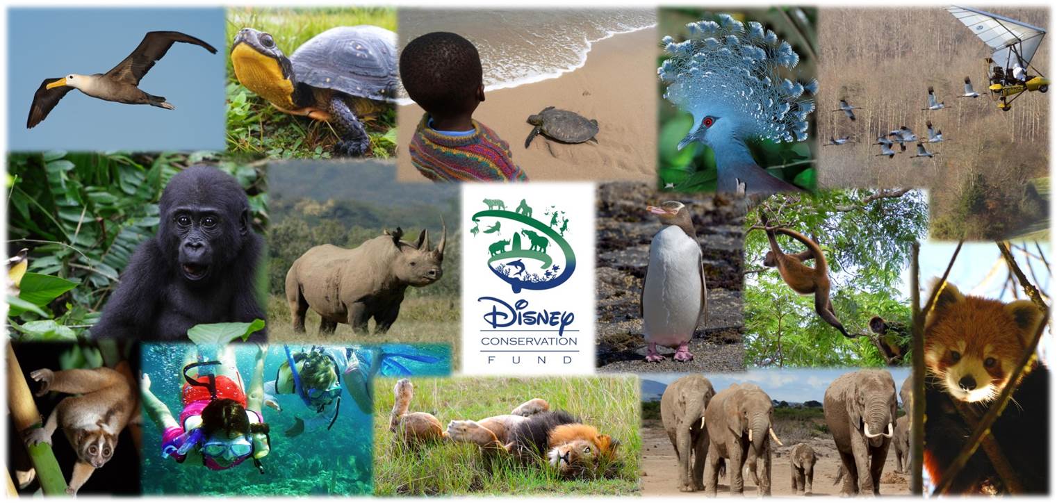 Disney Conservation Fund Celebrates 20 Year Anniversary with 10 Year Initiative to Protect the Planet