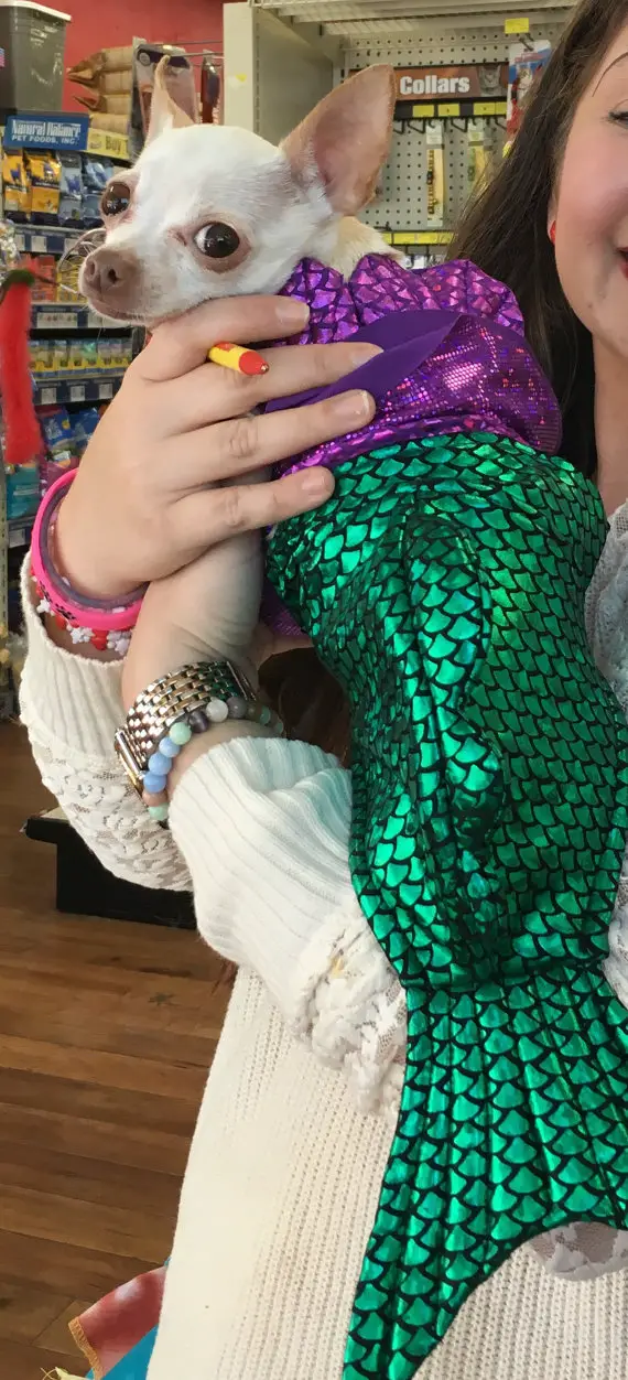 Make a Splash with an Ariel Inspired Dog Costume