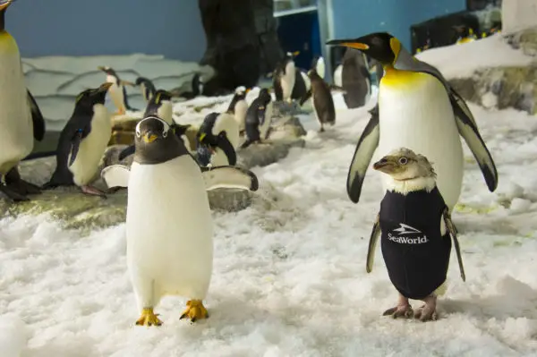 SeaWorld Orlando Creates One-of-a-Kind Penguin Wetsuit