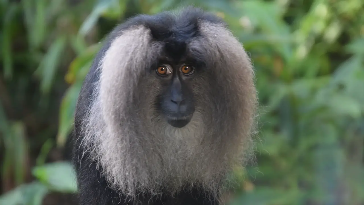 Rare Lion-Tailed Macaques Debut at Disney’s Animal Kingdom Park