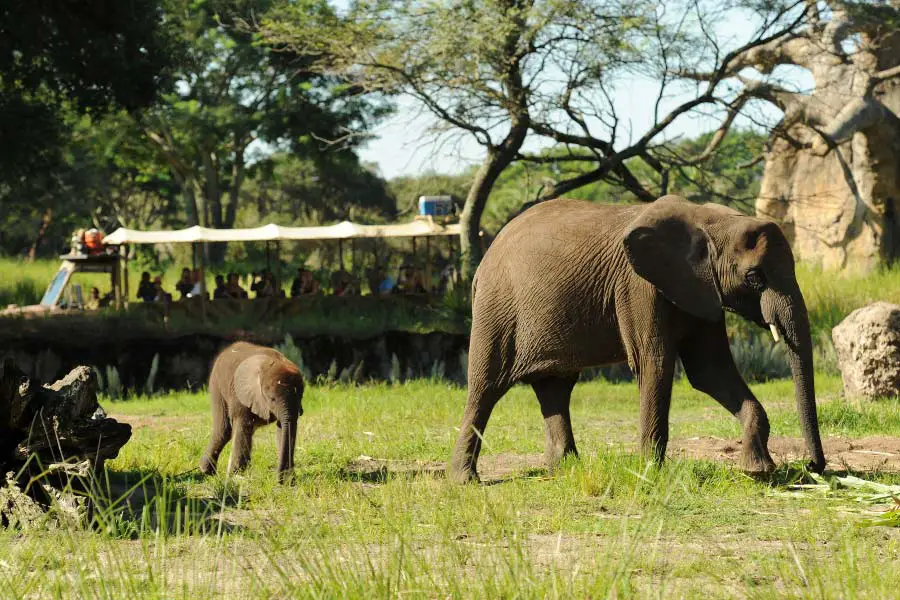 Make Your Next Visit to Animal Kingdom Educational with the Caring for Giants Elephant Tour