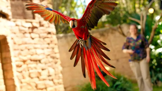 Animal Kingdom’s Birds Spread Their Wings in New Bird Show