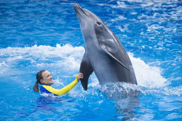Dolphin Days Premier Kicks Off Wonder-Filled Weekend At SeaWorld Orlando