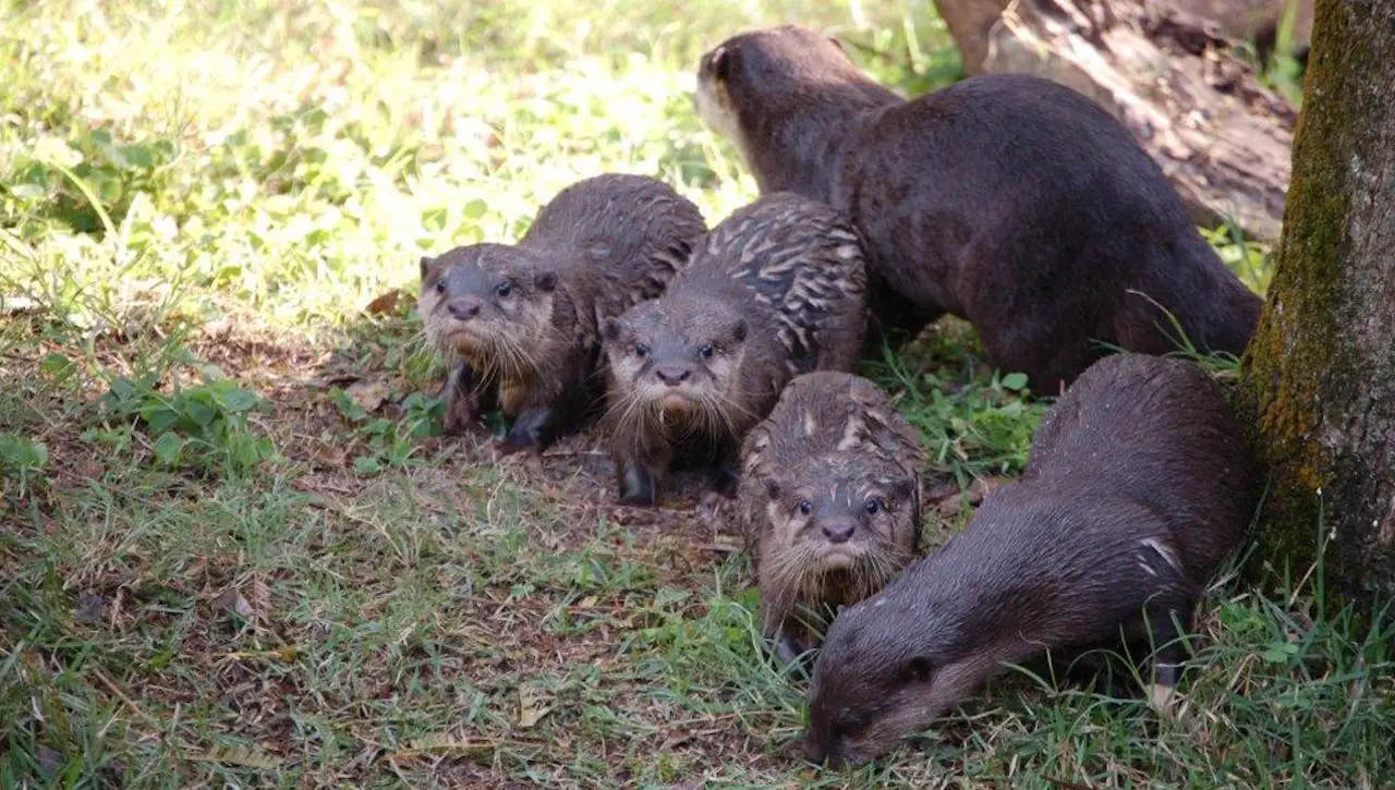 The Tree of Life Otter Pups at Disney’s Animal Kingdom Have Been Named