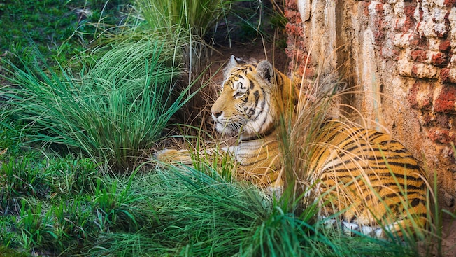 Maharajah Jungle Trek Tiger Exhibit Closed for Refurbishment