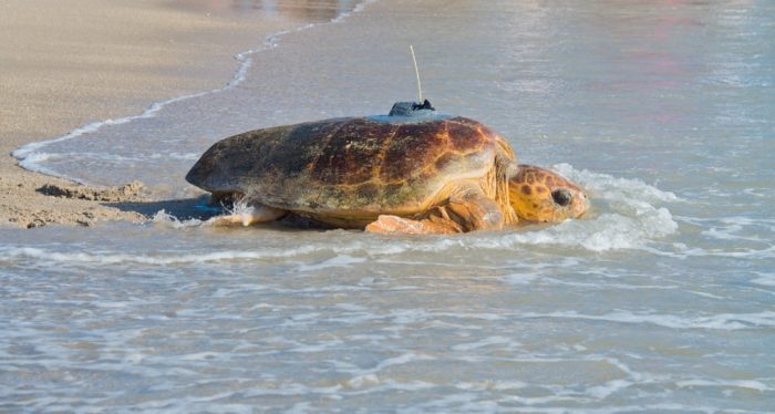 Tour de Turtles Returns for its 17th Year at Disney's Vero Beach Resort