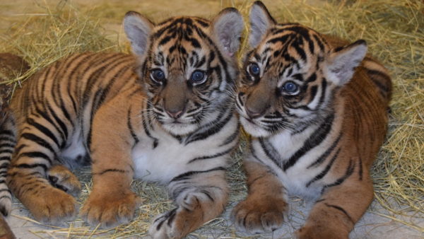 Happy 1st Birthday To Animal Kingdom Tiger Cubs Anala and Jeda!