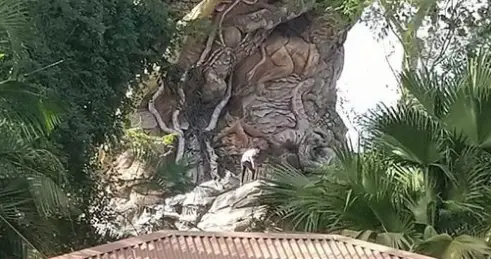 Multiple Guests try to climb tree of life in the Animal Kingdom