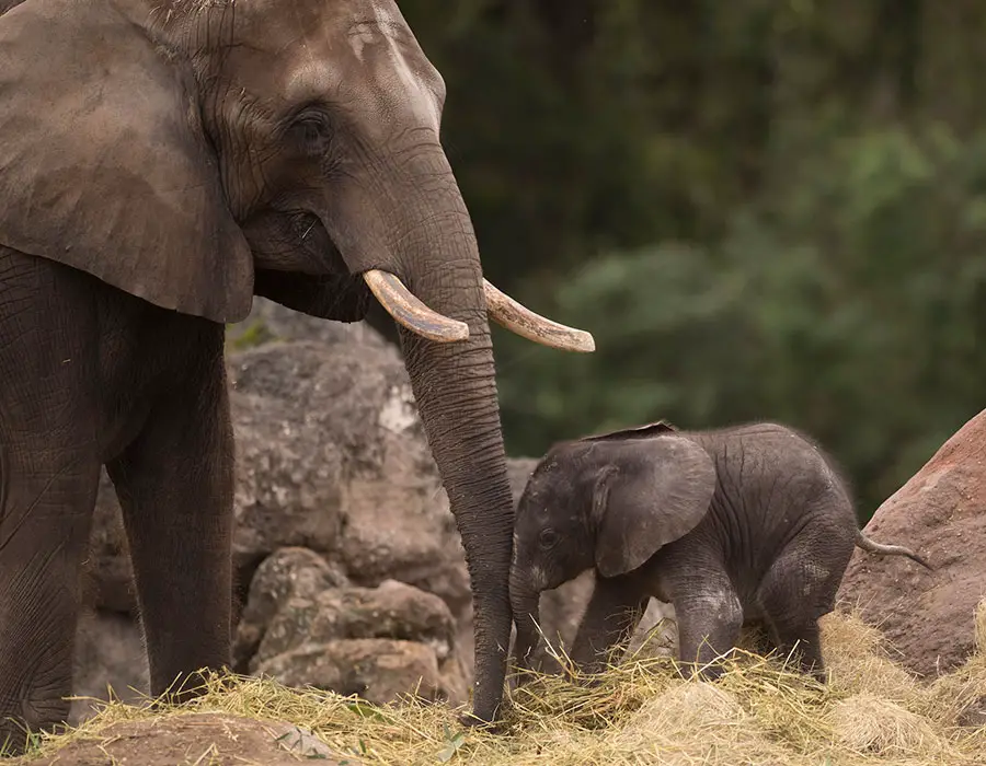 Baby Elephant, Stella, Celebrates Her First Birthday at Disney’s Animal Kingdom