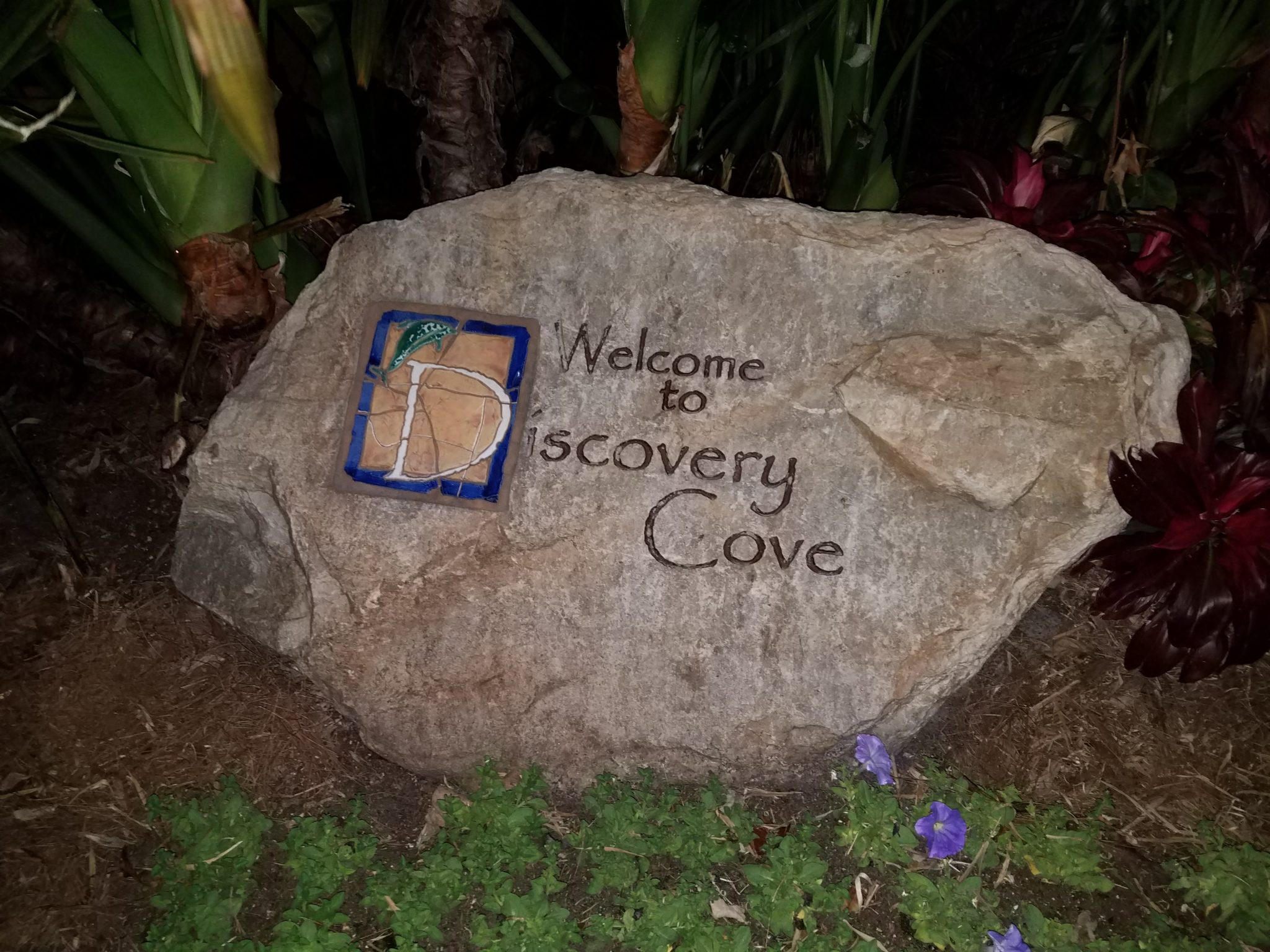 Discovery Cove’s Paradise Nights Review