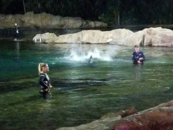 Discovery Cove's Paradise Nights Review