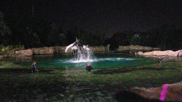 Discovery Cove's Paradise Nights Review