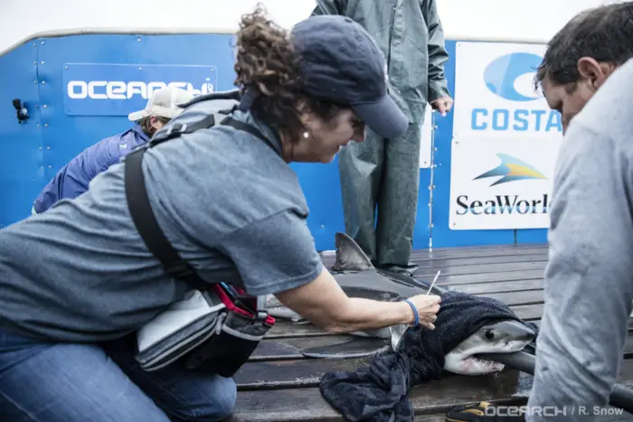 SeaWorld and OCEARCH Join Forces to Protect World's Oceans and Marine Animals