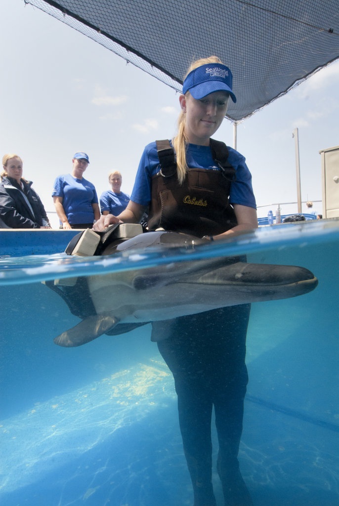 SeaWorld and OCEARCH Join Forces to Protect World’s Oceans and Marine Animals