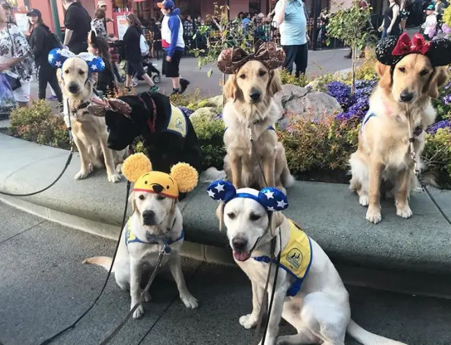 It Doesn’t Get More Magical Than Dogs at Disneyland!