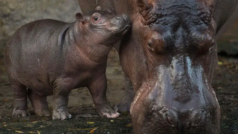 Disney's Animal Care Experts at Animal Kingdom | Chip and Company