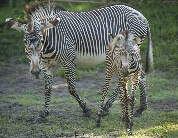 Two New Adorable Gervy’s Zebra Foals Spotted at Animal Kingdom!