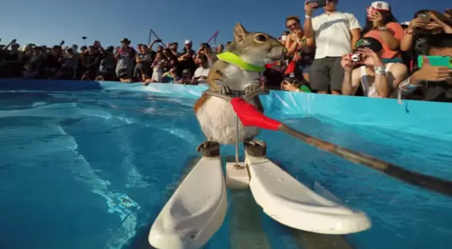 Orlando’s Iconic Water Skiing Squirrel, Twiggy, Set to Perform One Final Time This Weekend