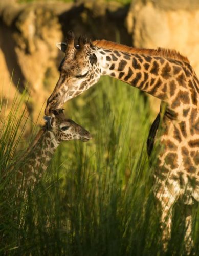 New Baby Giraffe Arrives on the Savanna at Disney's Animal Kingdom Park