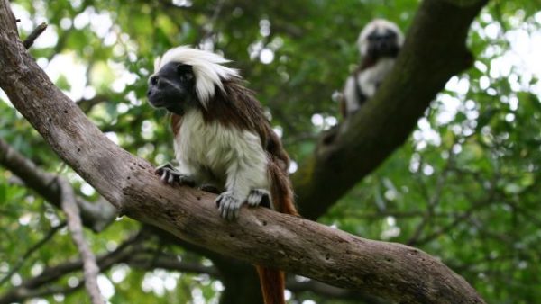 Cast Members Head To Colombia To Support Tamarin Conservation