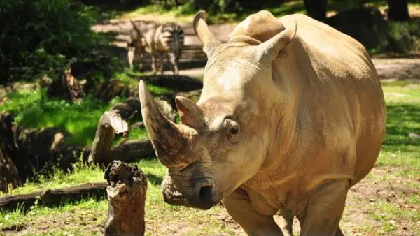 Get 'Up Close with Rhinos' at Disney's Animal Kingdom