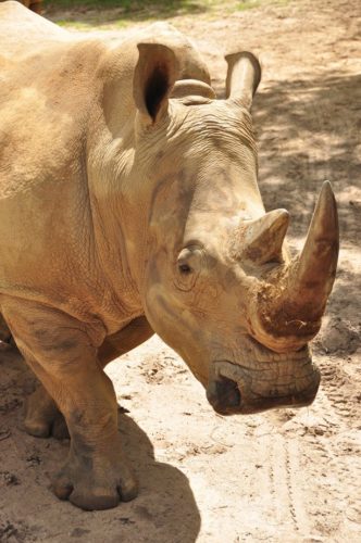 Up Close With Rhinos Tour At Animal Kingdom