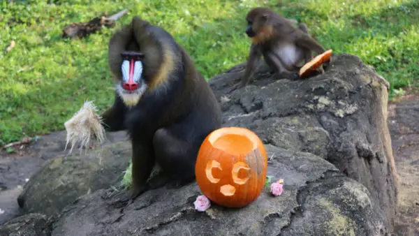 Disney Animals Celebrate Halloween