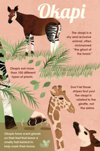 First Look: Okapi Calf Born at Disney’s Animal Kingdom Lodge