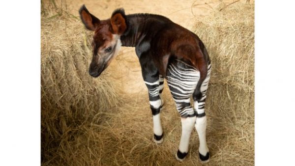 First Look: Okapi Calf Born at Disney’s Animal Kingdom Lodge