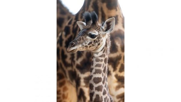 New Giraffe Calf at Disney's Animal Kingdom Needs A Name