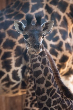 New Giraffe Calf at Disney's Animal Kingdom Needs A Name
