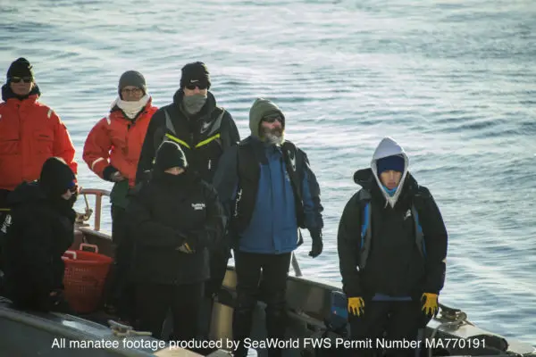 SeaWorld Rescue Team Partners to Rescue Manatee